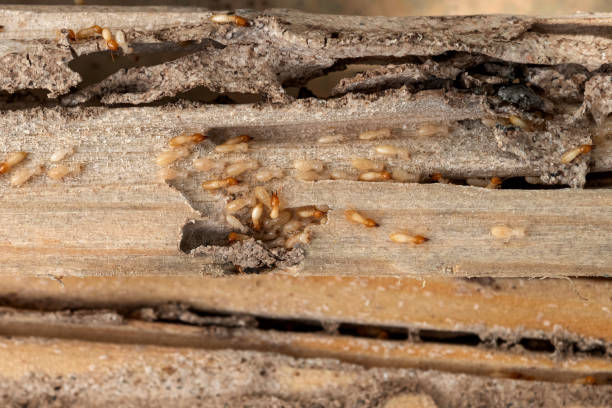 Best Pest Control for Businesses  in Abilene, KS
